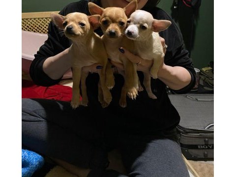 Chihuahua yavrularımız 
