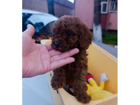 Red brown toy poodle