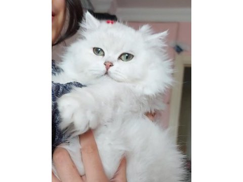 British longhair dişi ücretsiz