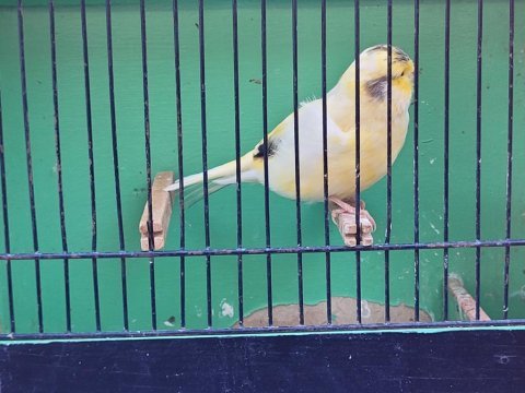 Ötücü kanaryalar