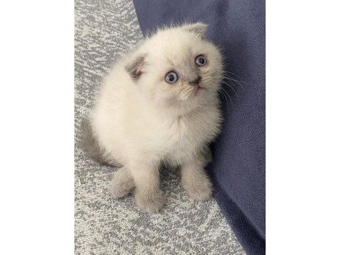 Güzeller güzeli scottish fold yavrularım