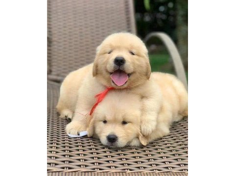 Golden retriever yavrular gelip görerek alabilirsiniz