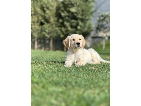 Golden retriever yavruları çiftlikten