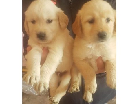 Safkan golden retriever yavrularımız mevcut