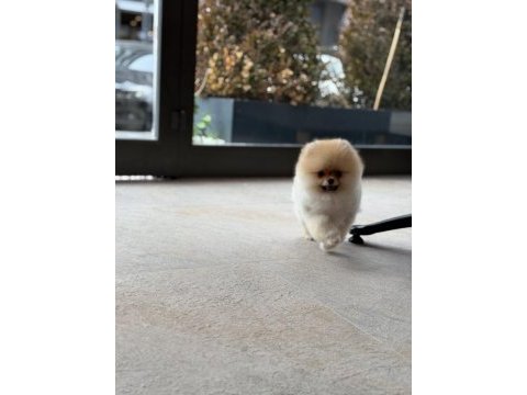 Teddy bear safkan pomeranian boo