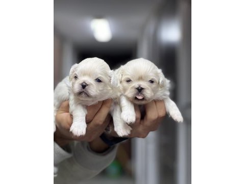 İmperial pekingese yavrular