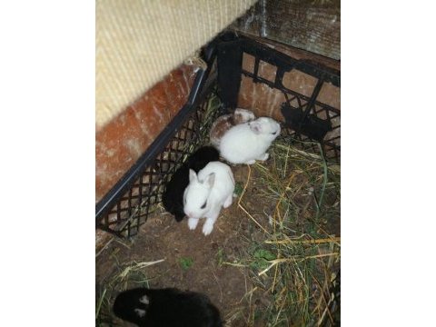 Netherland dwarf cüce tavşanlarımız mevcuttur