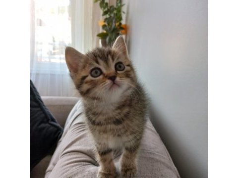 Golden black sağlıklı süper yavrular british shorthair