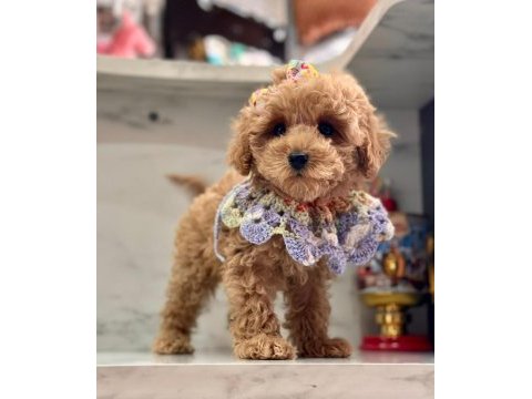 F1 kalite maltipoo bebeklerim