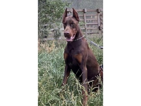 Safkan doberman yavrular