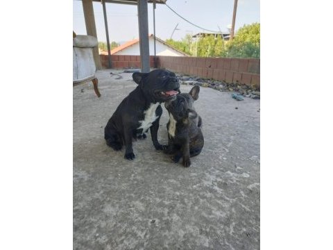 İzmir blue french bulldog yavru dişi erkek