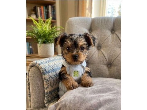 Hiç tüy dökmeyen büyümeyen ırk köpeğimiz