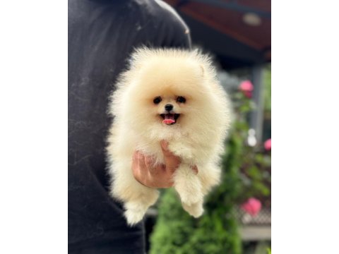 Pomeranian boo 