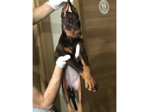 Dişi avrupa doberman yavruları