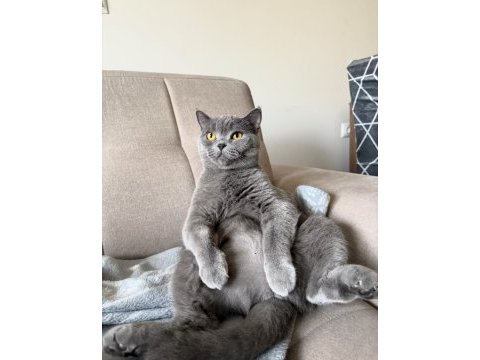 Ücretsiz british shorthair kedisi