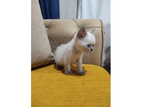 British short hair minikler