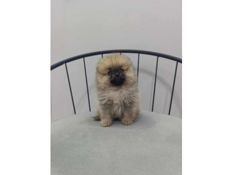 Pomeranian boo köpeklerimiz