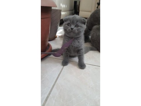 Scottish fold ve british shorthair yavrularımız