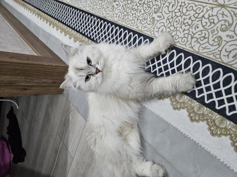 Bristish longhair bluepoint pamuk