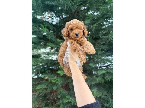 Tuvalet eğitimine uygun akıllı poodle yavrular