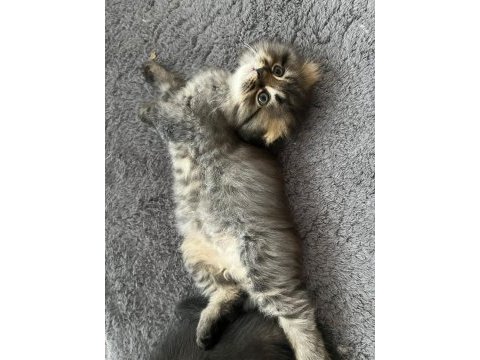 Tatlı yavrularımız scottish fold