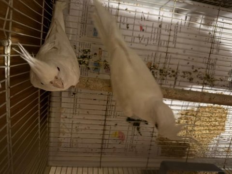 Albino sultan papağanı