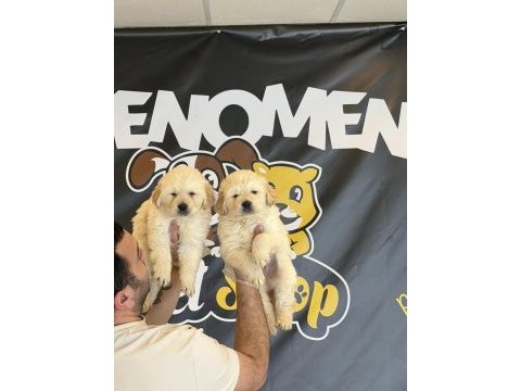 Orjinal golden retrıewer yavrulr safkan belgeli ankara 