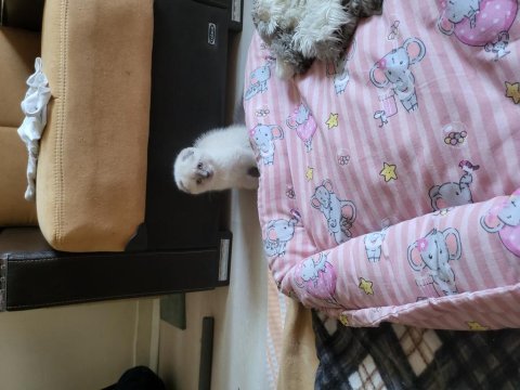 Güzel scottish fold bebekler