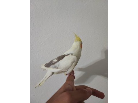 2 aylık yavru sultan papağanı yeme düşme