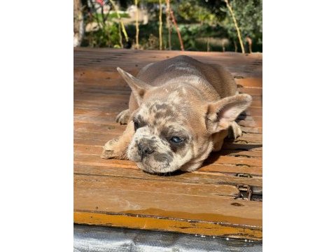2 aylık üst kalite french bulldog bebekler