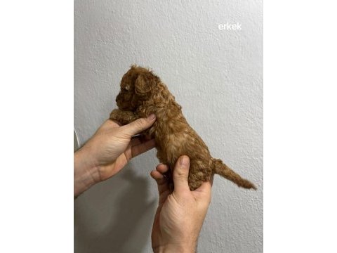 Toy poodle yavrular ırk sağlık garantili