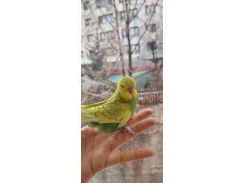 Öğretmenden evde beslenen bakımlı muhabbet kuşları