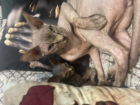 Lizbon hamile ve şahane bir anne sfenks