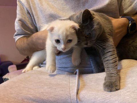 Safkan dişi british shorthair