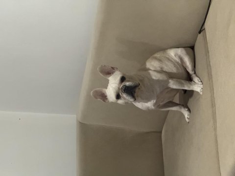 Platinum fransız bulldog erkek eğitimli