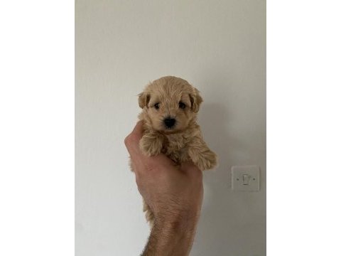 Red maltipoo