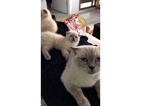 Minik scottish fold erkeğimize yeni yuva