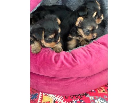30 mart doğumlu yorkshire terrier kızlar