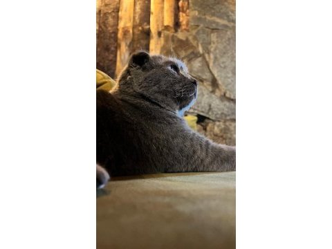Scottish fold yavrular