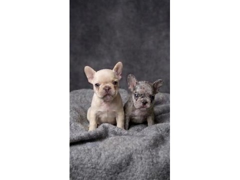 Exotic micro french bulldog yavruları