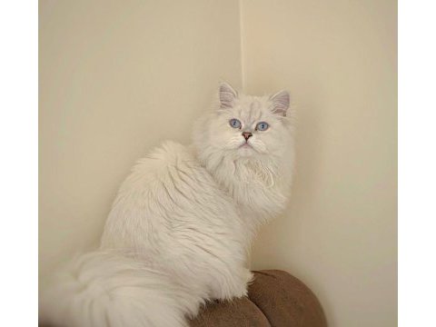 British longhair erkek yavrumuz