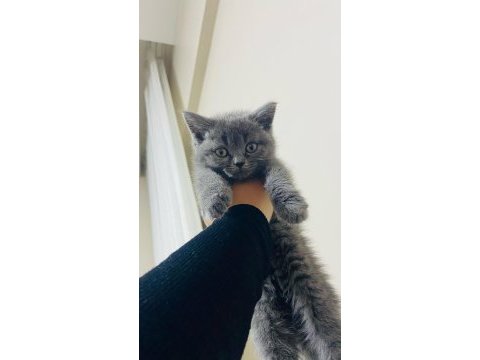 Yavru british shorthair