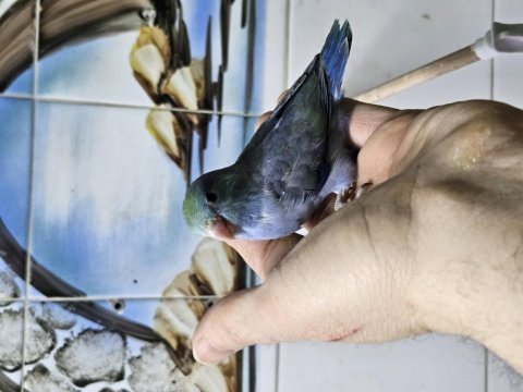 Yeni yeme düşmüş forpus papağanı bebekler