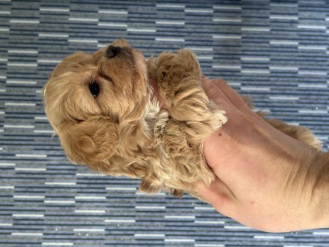 Mükemmel kalite bebek surat maltipoo yavrularımız