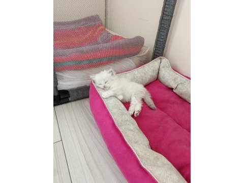 British longhair kedisi
