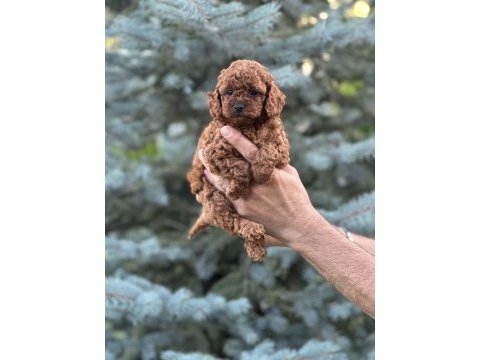 Toy poodle kore bebekler teslime hazırlar