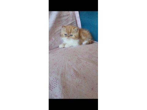 Saf kan exotic shorthair erkek yavru
