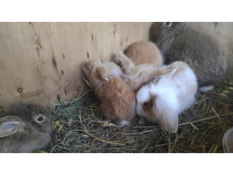 Lop hollanda tavşanı
