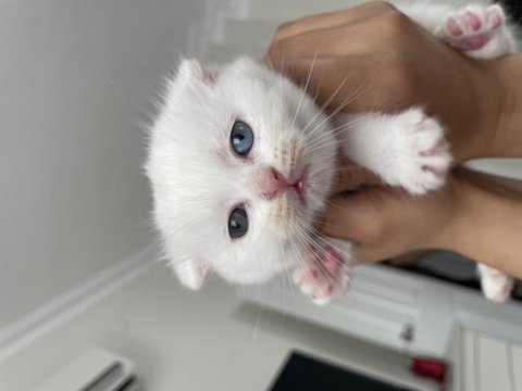 Scottish fold