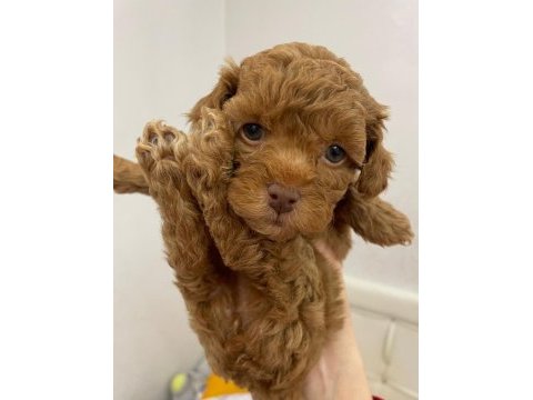Uyguna toy poodle bebekler